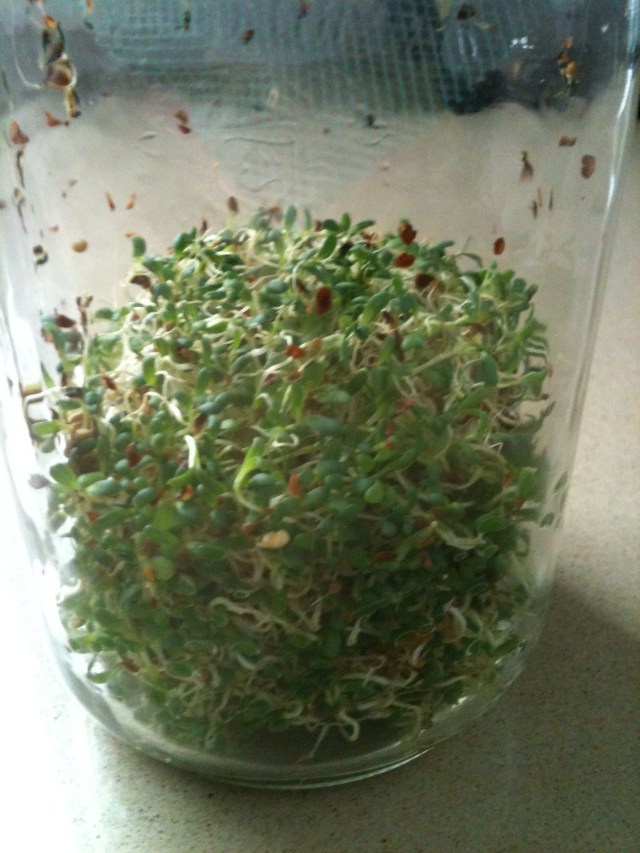 7 days after soaking and rinsing the alfalpha seeds